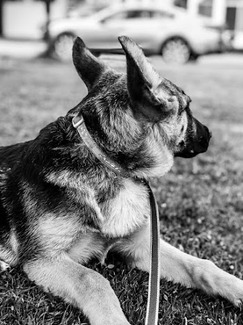 Grayscale Photo of Leashed Dog Looking Away