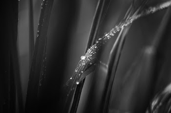 Grayscale Photo of Leaves