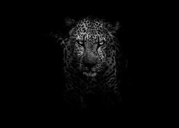 grayscale photo of leopard