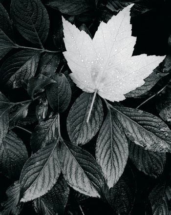Grayscale Photo of Maple Leaf