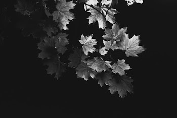 Grayscale Photo of Maple Leaves