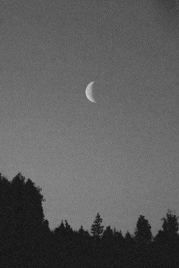 Grayscale Photo of Moon over Trees · Free Stock Photo