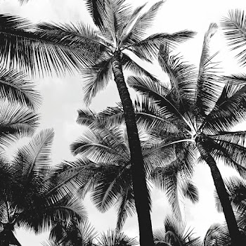 Grayscale Photo of Palm Trees