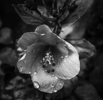 Grayscale Photo of Petaled Flower