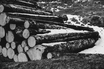 Grayscale Photo of Piled Wood Logs