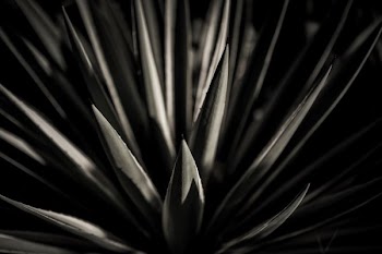 grayscale photo of plant