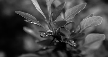 Grayscale Photo of Plant