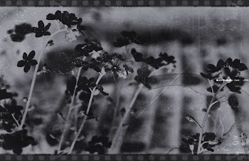 Grayscale Photo of Plants