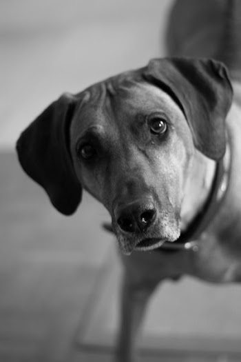 Grayscale Photo Of Ridgeback