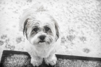 Grayscale Photo of Shih Tzu