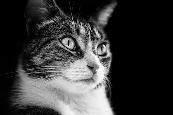grayscale photo of silver tabby cat
