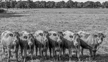 Grayscale Photo of Six Water Buffalo in Field