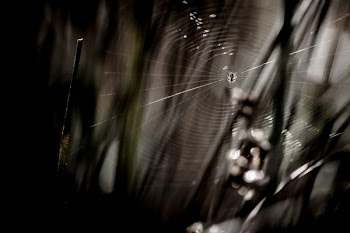 Grayscale Photo of Spider With Web