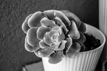 Grayscale Photo of Succulent Plant