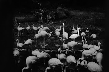 Grayscale Photo of Swans