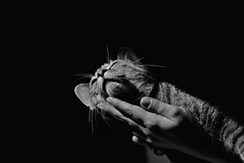 Grayscale Photo of Tabby Cat