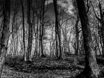 Grayscale Photo of Tall Trees