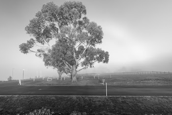 Grayscale Photo of Tree and Grass Field