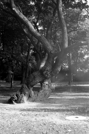 Grayscale Photo of Tree · Free Stock Photo