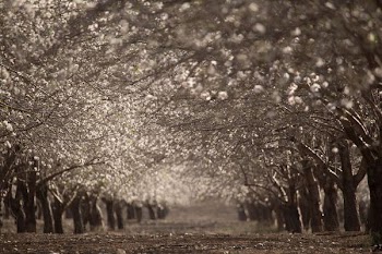 grayscale photo of tree lined dirt road