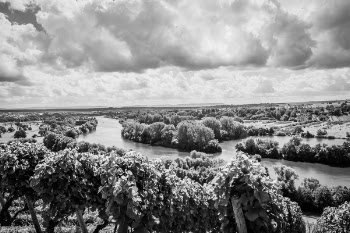 Grayscale Photo of Tree Near Body of Water