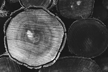 Grayscale Photo of Tree Trunk