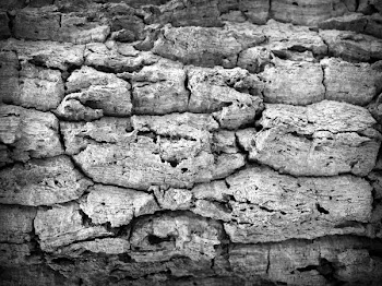 Grayscale Photo of Tree Trunk