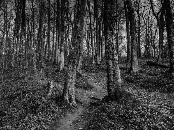 Grayscale Photo of Trees