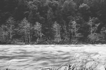 Grayscale Photo of Trees