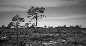Grayscale Photo of Trees