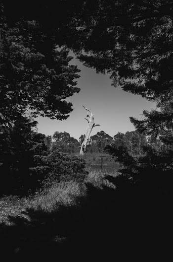 Grayscale Photo of Trees and Plants