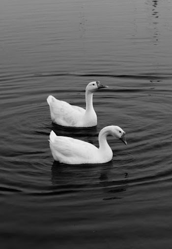 Grayscale Photo of Two Swans on Water