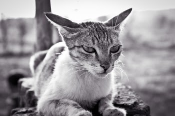 Grayscale Photo of White and Black Tabby Cat