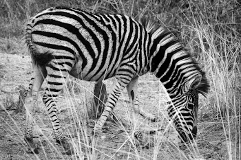 Grayscale Photo of Zebra