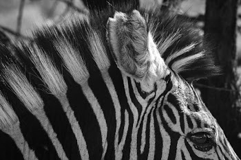 Grayscale Photo of Zebra