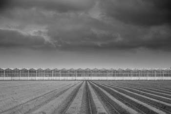 Grayscale Photograph of Farm