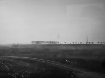 Grayscale Photograph of Trees in an Open Field