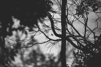 Grayscale Photography of Bare Tree