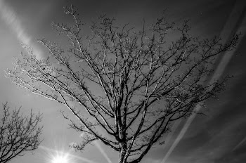 Grayscale Photography of Bare Tree