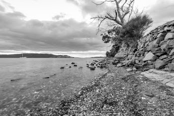 Grayscale Photography of Bare Tree Beside Body of Water