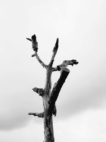 Grayscale Photography of Baretree