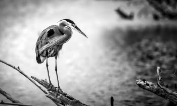 Grayscale Photography of Bird