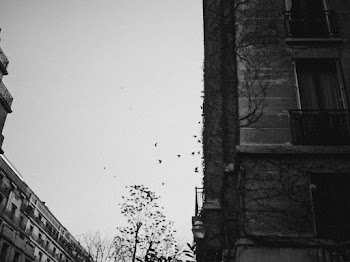 Grayscale Photography of Birds in Flight