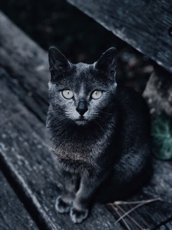 grayscale photography of cat