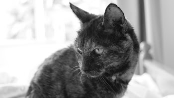 Grayscale Photography of Cat