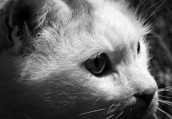 Grayscale Photography of Cat
