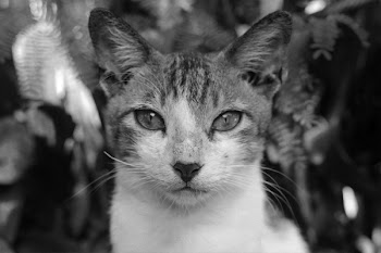 Grayscale Photography Of Cat