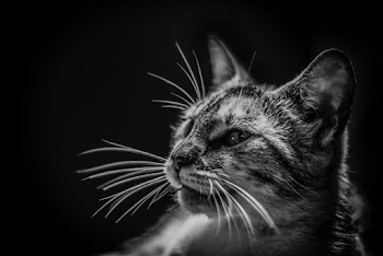 Grayscale Photography of Cat