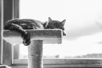 Grayscale Photography of Cat Lying on Cat Tree