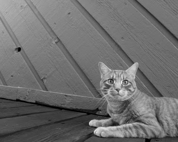 Grayscale Photography of Cat Resting Beside Wall